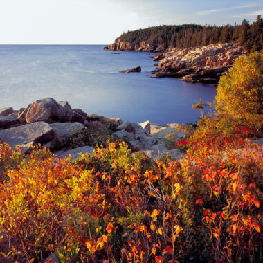 Poison ivy (Toxicodendron radicans) and other vegetation in autumn above the Atlantic Ocean, with Otter Cliffs in distance.