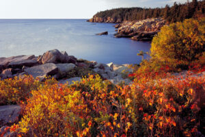 Poison ivy (Toxicodendron radicans) and other vegetation in autumn above the Atlantic Ocean, with Otter Cliffs in distance.