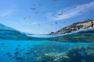 la-flora-e-fauna-del-mediterraneo-1